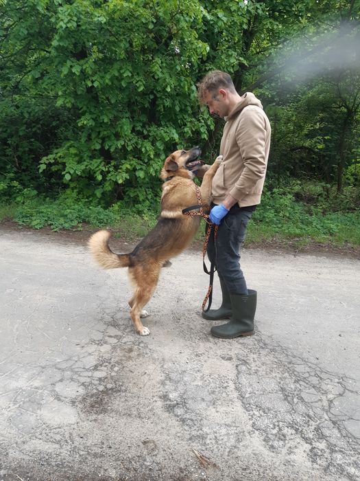 Super pies Marley do adopcji że schroniska .