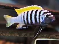 Cynotilapia afra jalo reef . Pyszczaki z Malawi