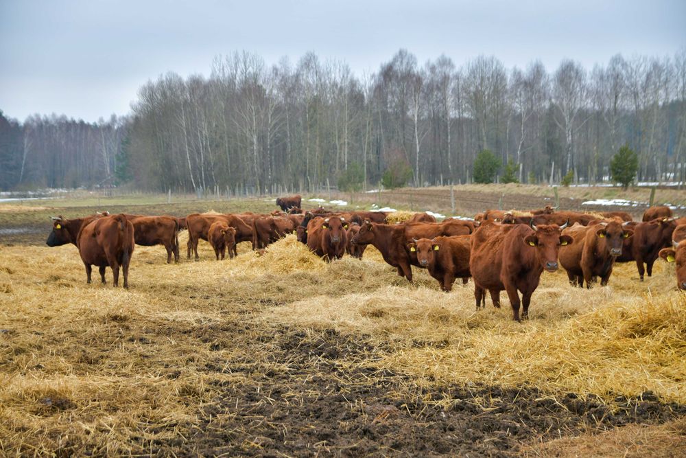 Byczki rasa Polska Czerwona