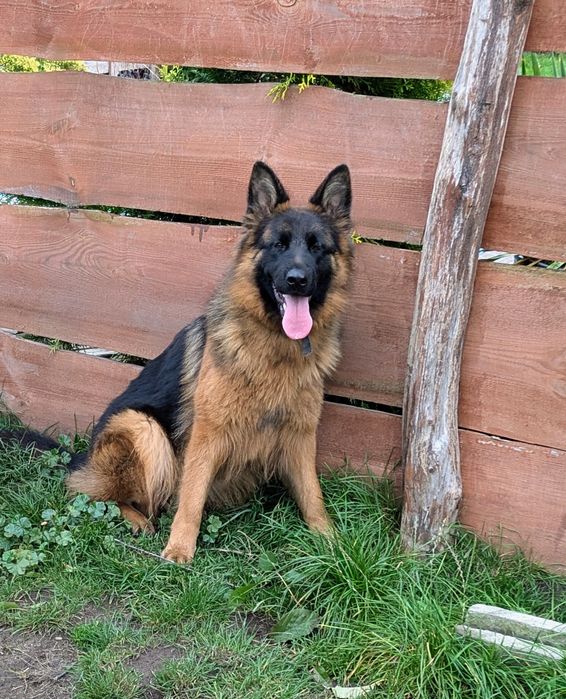 Owczarek niemiecki długowłosy