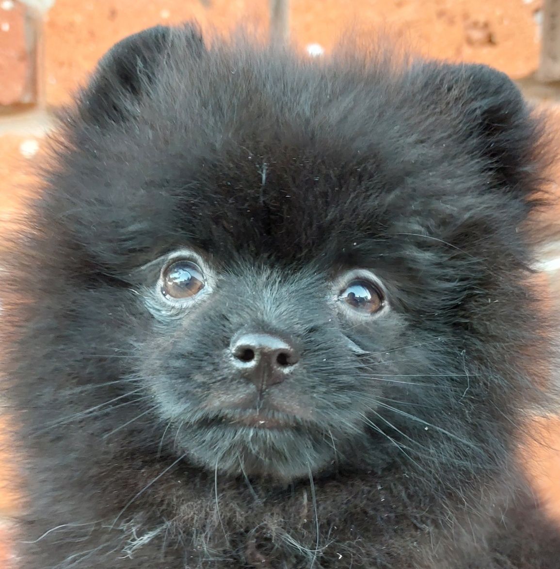 Pomeranian szpic miniaturowy