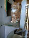 Ruda kotka Maine Coon