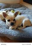 Delikatna suczka Chihuahua do odbioru