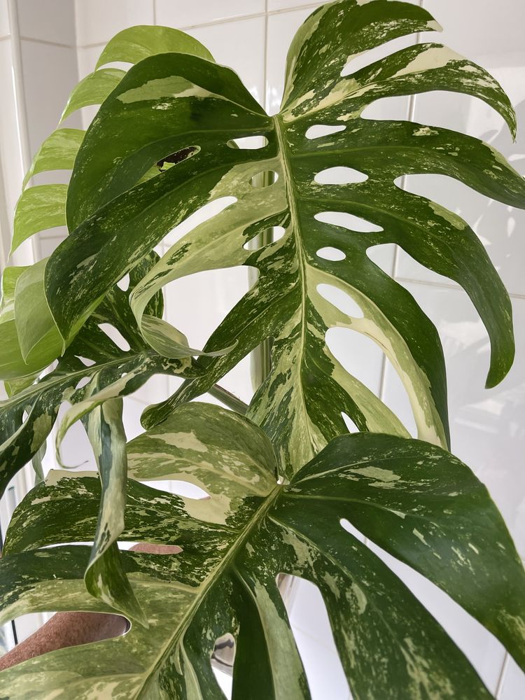 Planta Monstera variagata