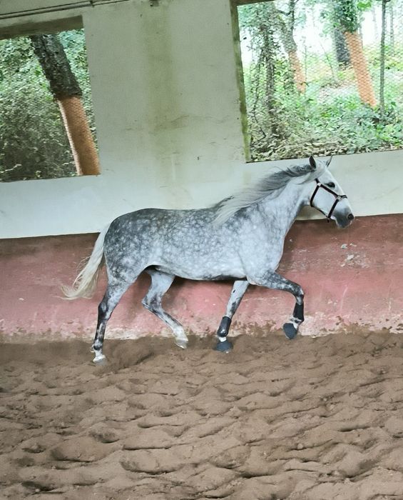 Égua Russa para venda