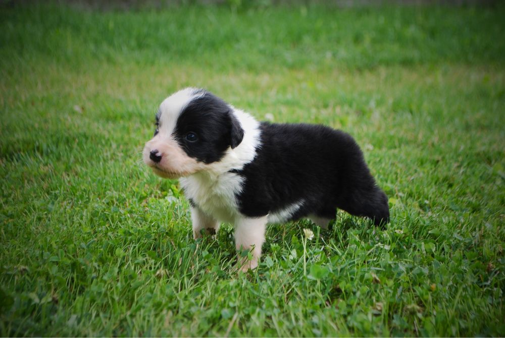 Sprzedam szczeniaki Border Collie