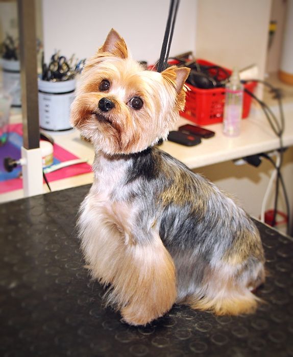 Стрижка, грумінг собак дрібних і середніх порід