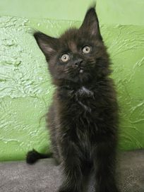 Maine coon czarna BRAWURKA ,kotka, kocica