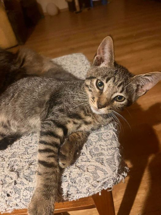 Котеня 3місяці, котопес для душі