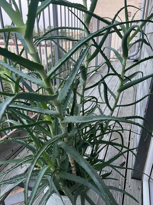 Aloes drzewiasty-roślina w doniczce