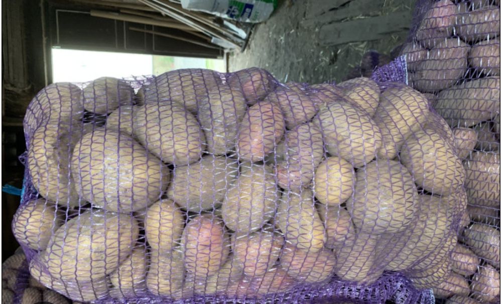 Продам картоплю велику