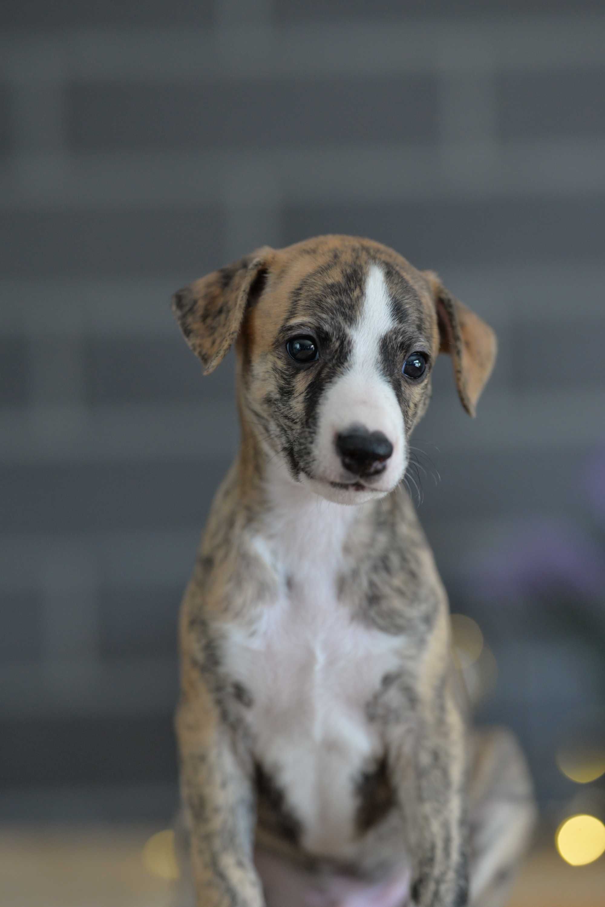 Whippet chart angielski piesek - szczenię ZKwP FCI