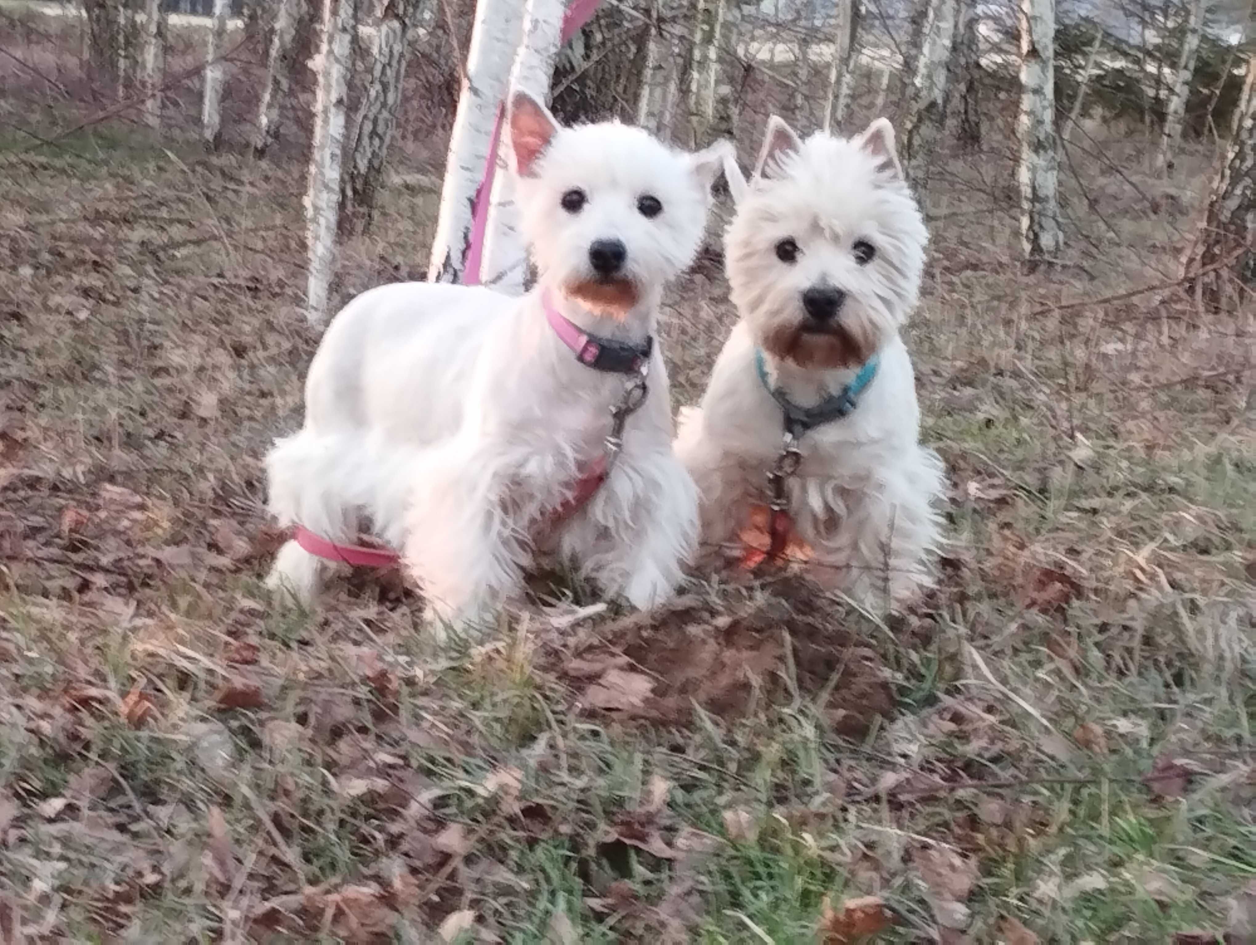 West highland white terrier,west,westy