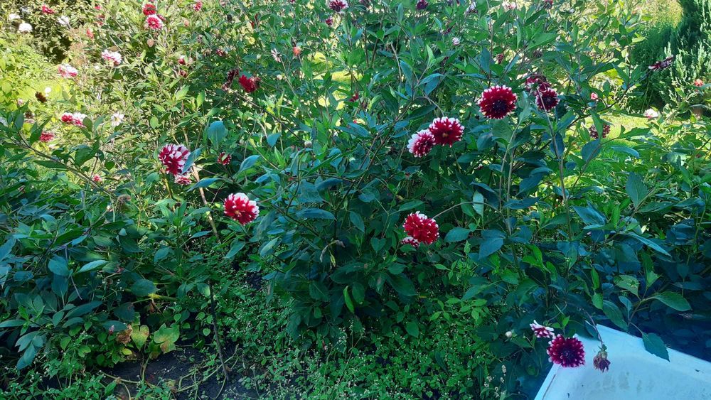 Karpy dalii(georginii) oddam