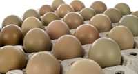 Ovos  de faisão galados