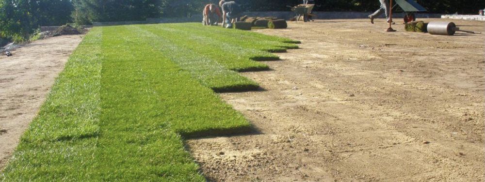 PROMOCJA 40 m2 Trawa w rolce, trawa z rolki, trawa, TRAWNIK POLSKI