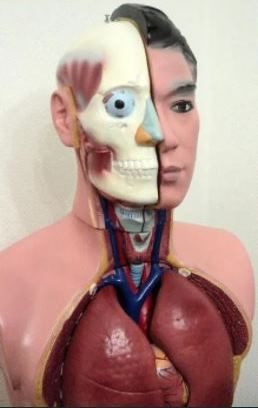 Torso tronco Humano Modelo anatómico medicina