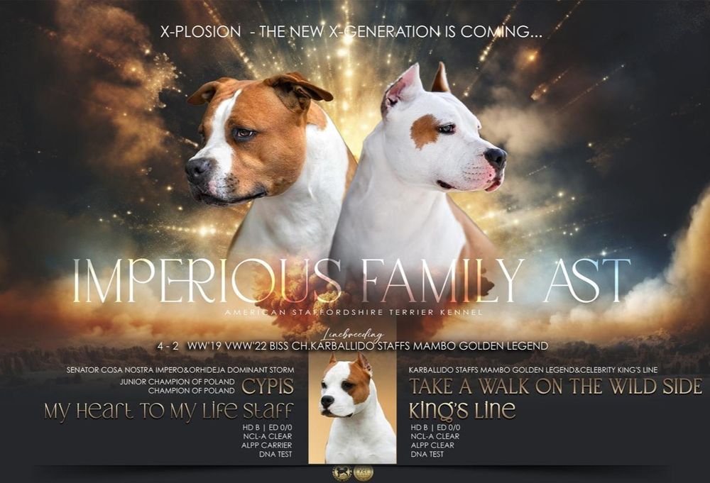 Rudy Samiec American Staffordshire Terrier Amstaff ZKwP FCI