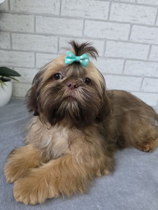 Shih Tzu Suczka Czekoladowa