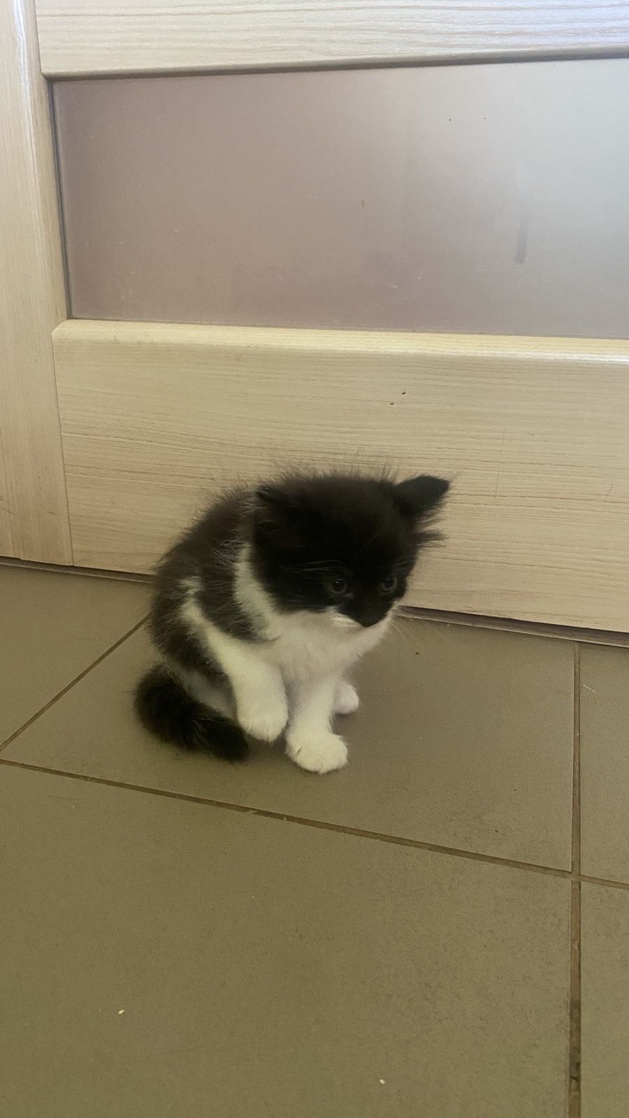 Віддам в добрі руки котиків