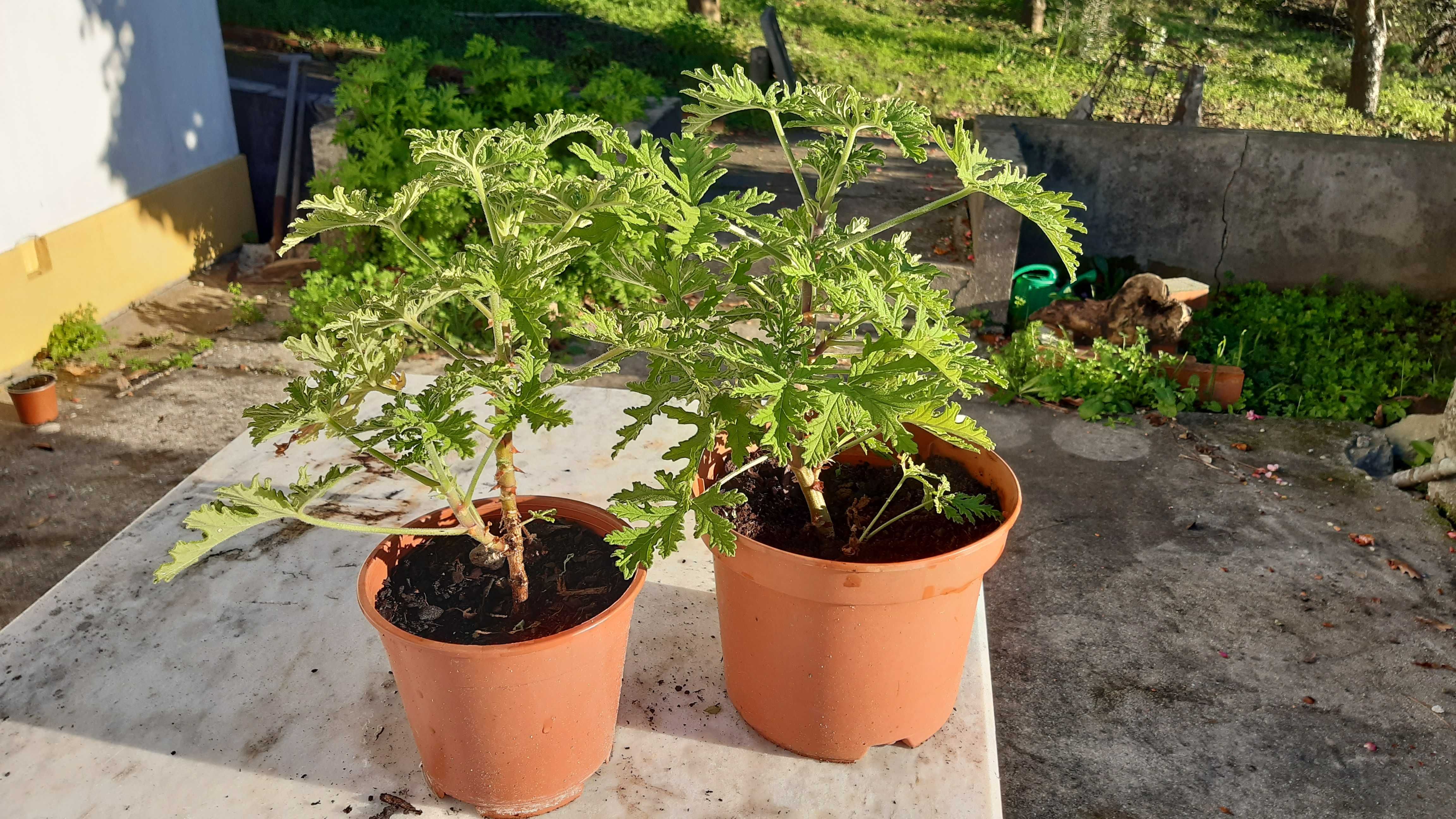 Citronela em vaso - vários tamanhos