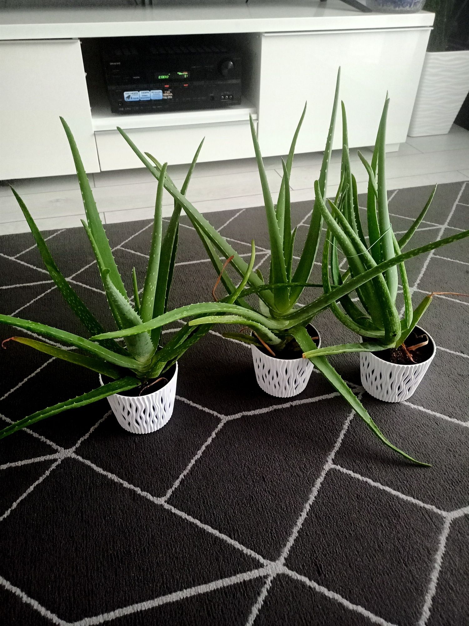 Roślina doniczkowa Aloe vera