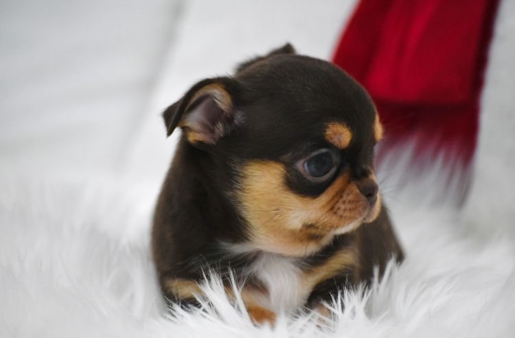 Cudna  Mini Chocolate Tan suczka  Chihuahua