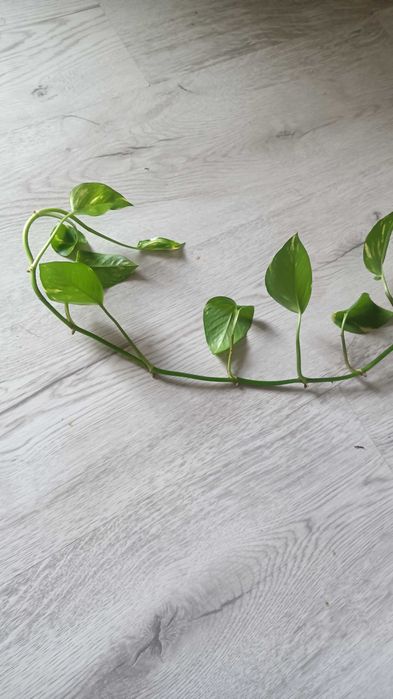 Epipremnum aureum złociste big form