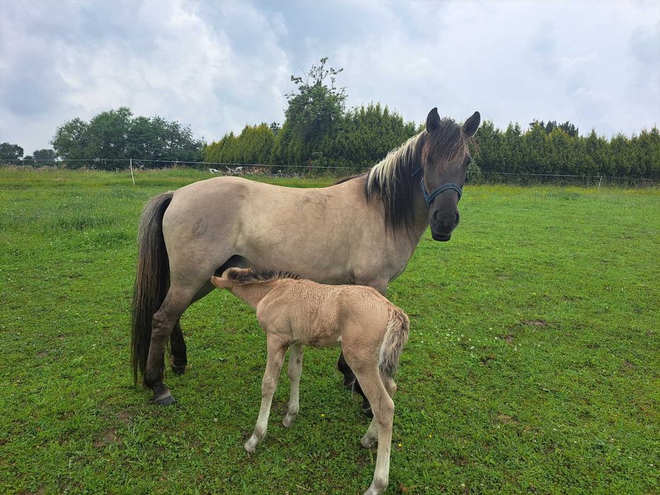 Koń Konik Polski ogierek