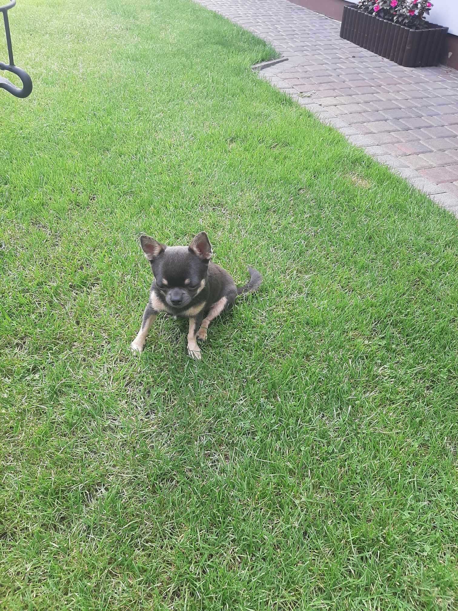 Piękny reproduktor Maltańczyk oraz dwa reproduktory Chihuahua.