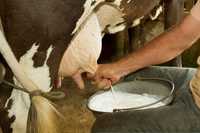 Mleko wiejskie od krowy
