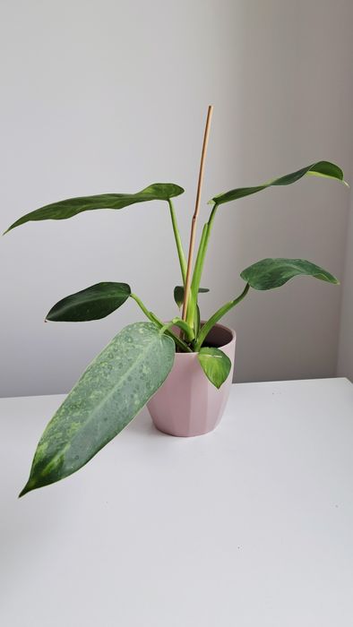 Wysylka 1zl! Filodendron Jose Buono