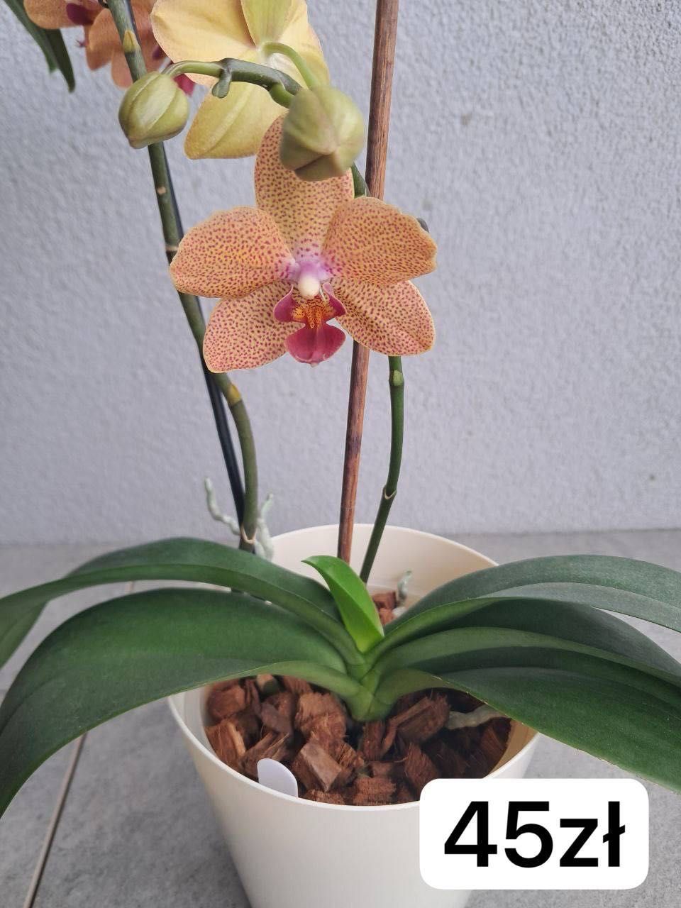Storczyki. phal.