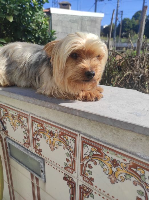 Yorkshire terrier