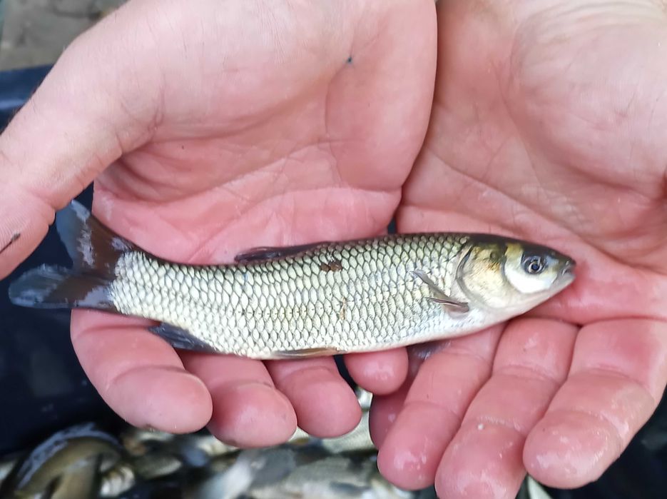 Tołpyga kroczek 600/700 gram  , lin karp karaś szczupak jesiotr