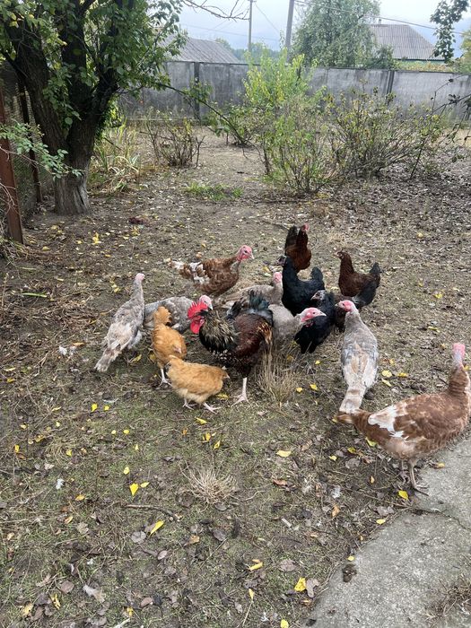 Індики ,індички ,