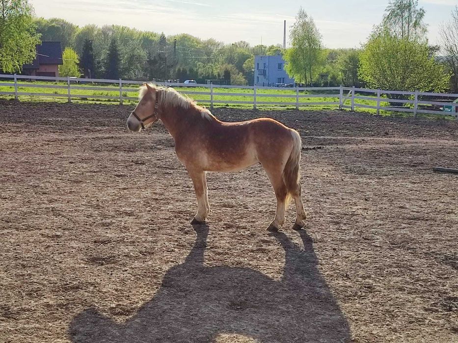 Haflinger Wałach 7letni