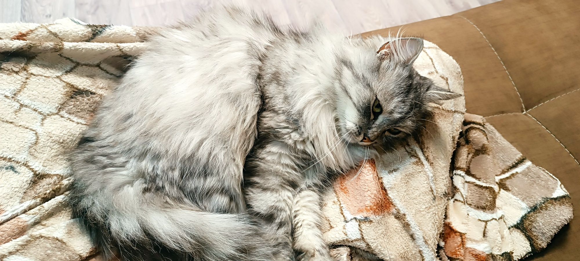 Віддамо кошинят в добрі руки