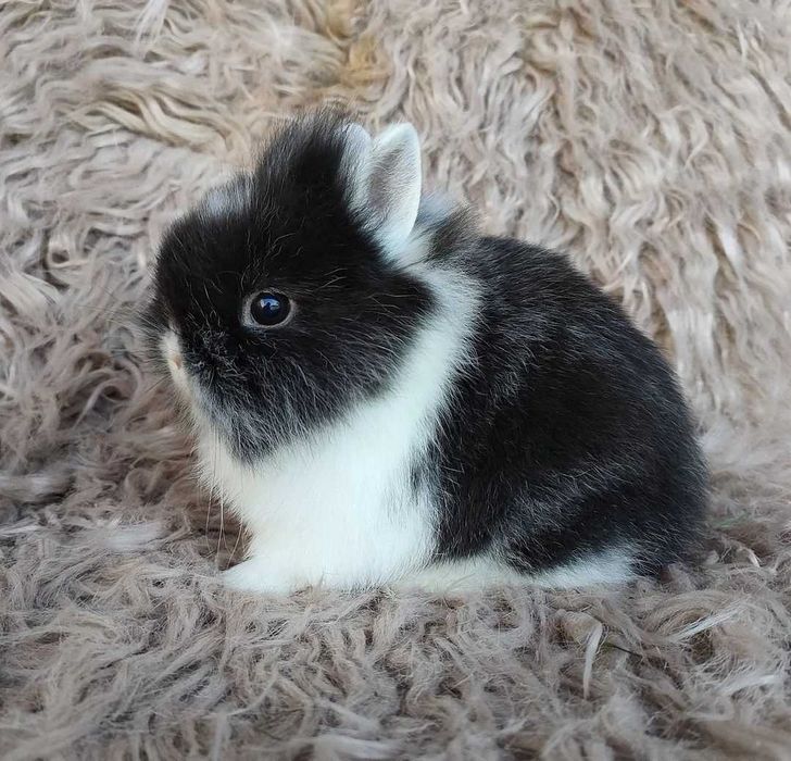 KIT Coelhos anões mini holandês e minitoy lindíssimos