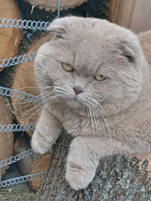 Бабаи. Ищем  котика лиловый вислоухий