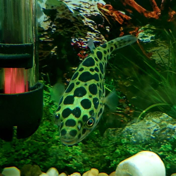 Peixe-balão (baiacu verde pintado)