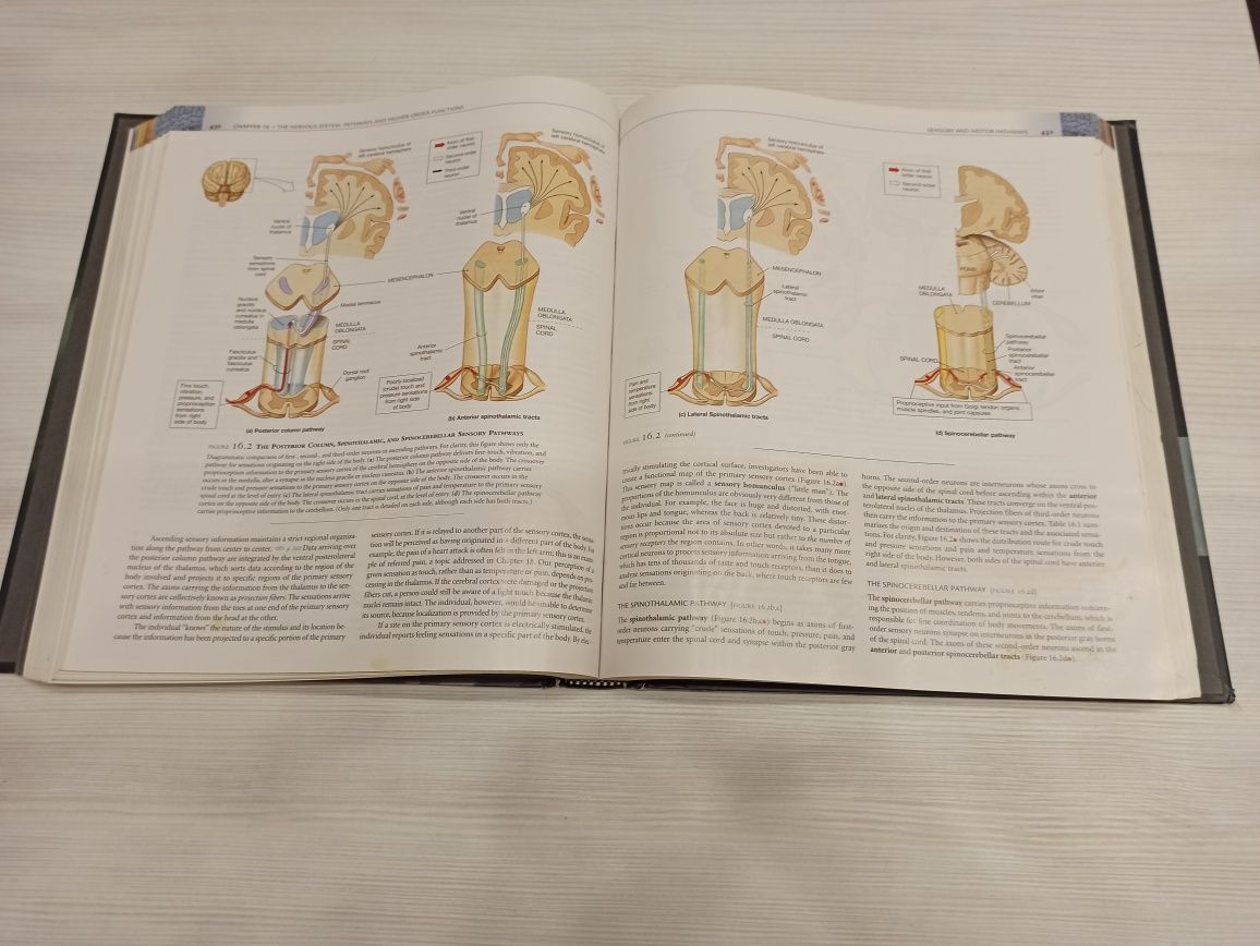 Анатомия человека Human anatomy by Martini, Timmons, Tallitsch 4th.ed.