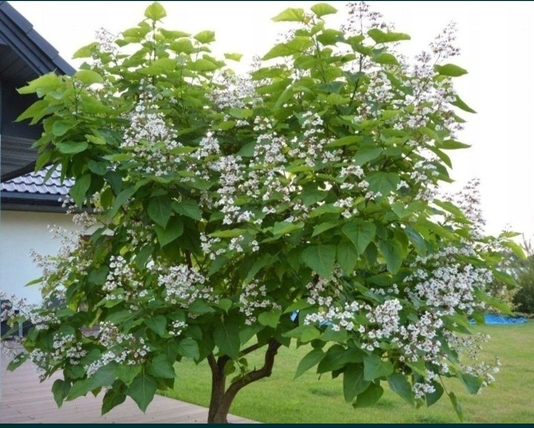 Katalpa bignoniowa catalpa nasiona drzewo x30