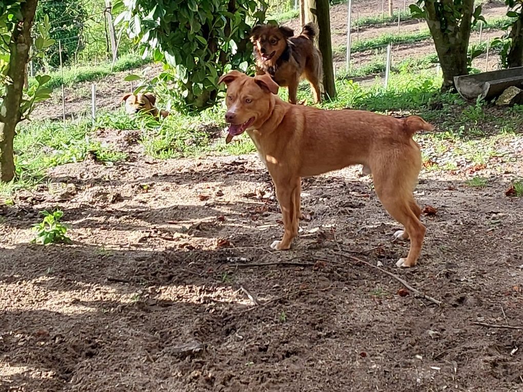 Para uma Adopção responsável