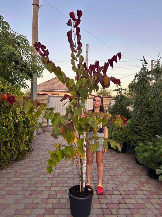 Церцис канадський Eternal Flame Хвойні рослини туя, кипарисовики ялина