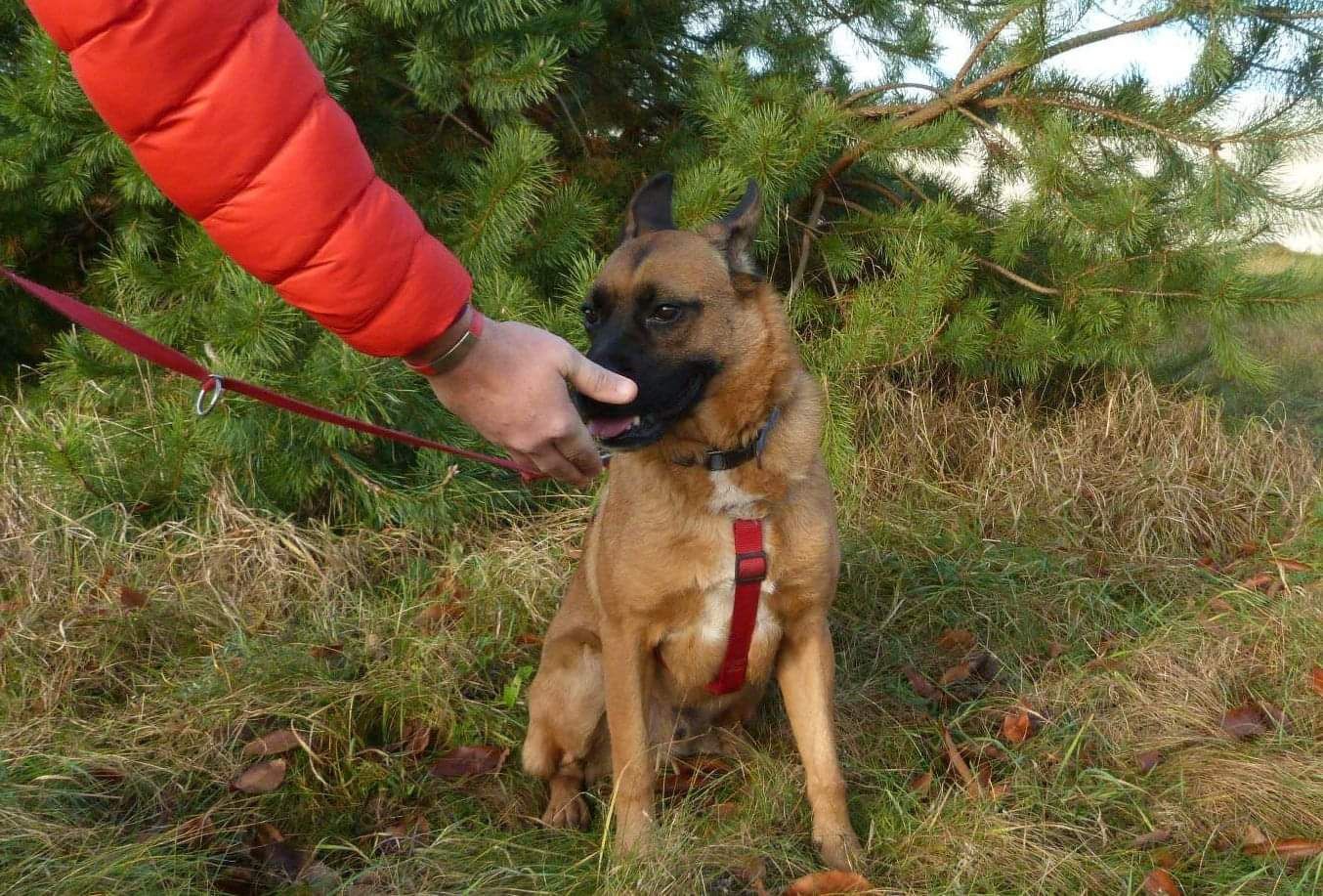 Młody Borys w typie  owczarka belgijskiego do adopcji