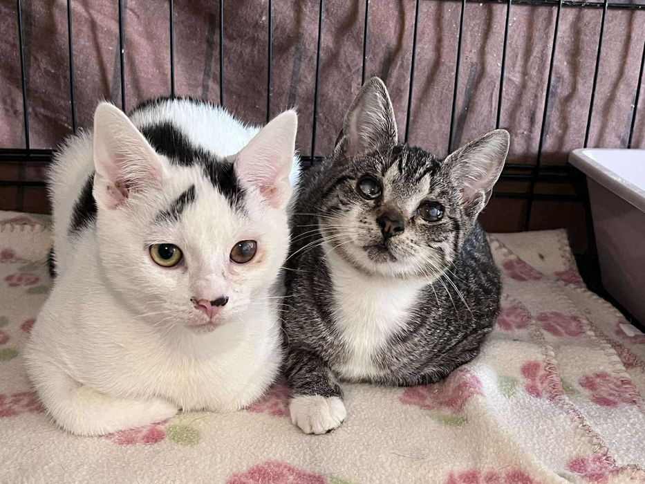 SERNIK I SZARLOTKA - brzydkie kocie dzieci do adopcji :(