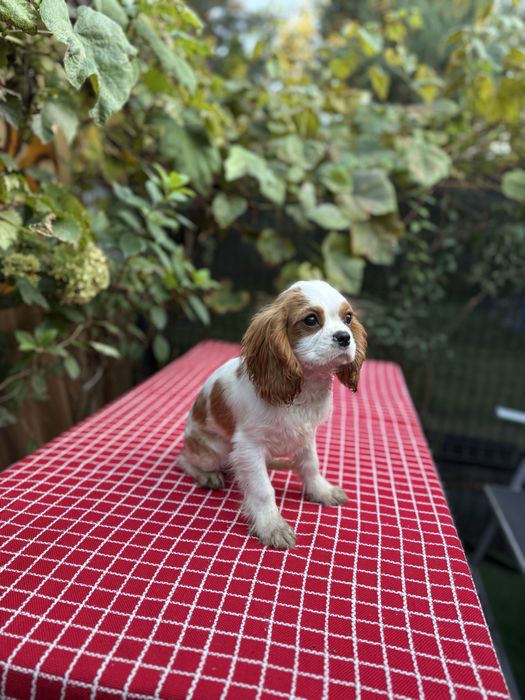 Cavalier King Charles Spaniel blenhiem samiec pies chłopiec biały brąz