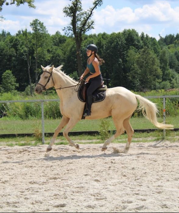 Wałach izabelowaty wielkopolski