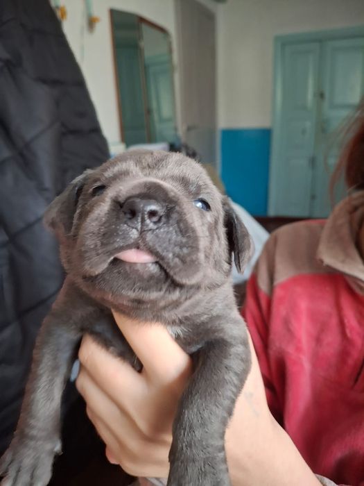 Бронювання цуценят кане-корсо